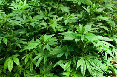 Researchers test industrial hemp as a potential feed source for cattle