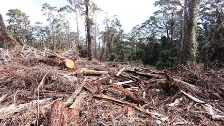 'Loss-making' NSW native forest logging contracts may be extended until 2028