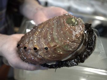 UC Davis researchers are using ultrasounds to help endangered abalone spawn