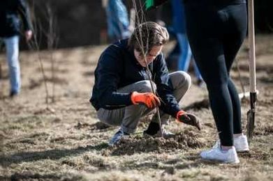 When regrowing forests goes wrong