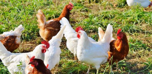 Poultry farmers encouraged to protect their flock from HPAI