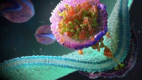 New Test for Lp(a) Allows More Accurate LDL-Cholesterol Results