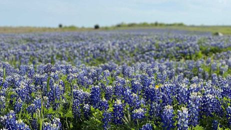 Texas bluebonnets are upon us!