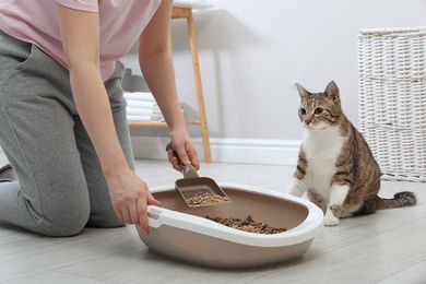 Weird and Wonderful Reasons Behind Your Cat’s Litter Box Behaviors