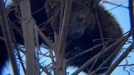 What to know about the fisher cats that Vermonters have been spotting recently