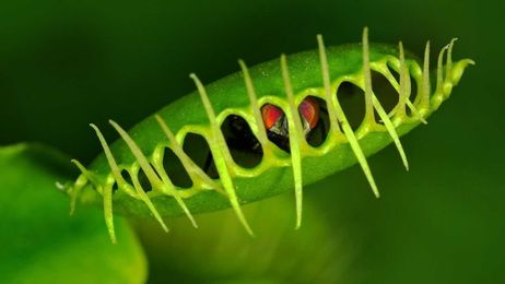 How Venus flytraps give scientists insights on consciousness and anesthesia