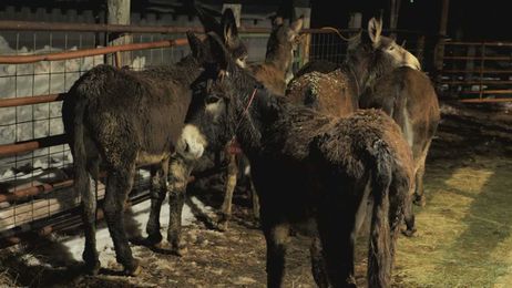 Burros to be used to help fight off wolf attacks on cattle