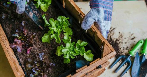Time to grow: Use these tips to get your garden going