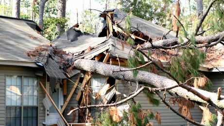 Worried Your Neighbor’s Tree Will Fall on Your Property?