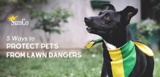 5 Ways to Protect Pets from Lawn Dangers