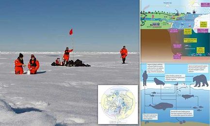 Plastic pollution in the ARCTIC is as bad as anywhere else on Earth