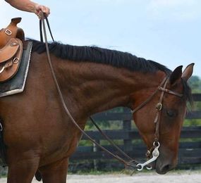 Develop *Feel* to Ride Your Horse Better