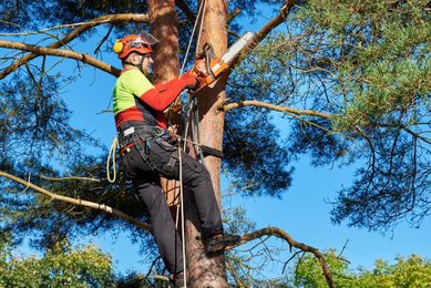 How Much Does Tree Trimming Cost?