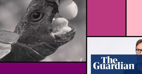 Tin Dowling: lessons in survival against the odds, from the tortoise