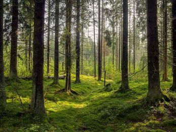 What's in store for Europe's tree species?