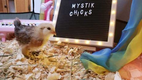 Mystic Chicks Fortune Telling Chickens: How to Get a Reading