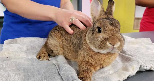 Calculate the costs of that cuddly Easter Bunny