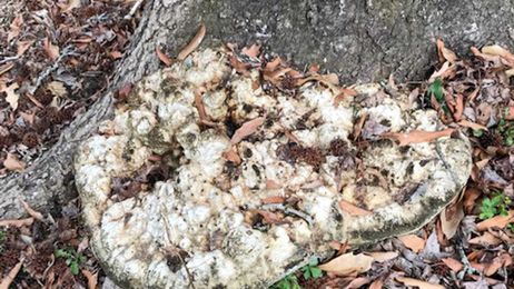 Gardener's mailbag: How long does it take for a live oak to decay?