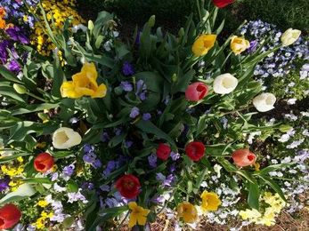 Tips for visiting the WRAL Azalea Gardens