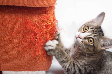 How to stop cats scratching furniture
