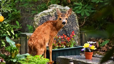 10 Flowers That Deer Won't Immediately Gobble Up
