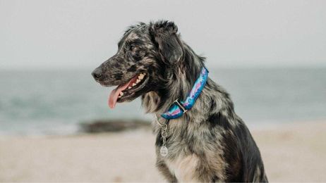 Collars, ID tags, and microchips