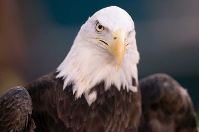 Losing some bald eagles may be among the trade-offs for clean energy