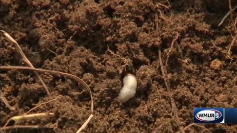 Grow It Green: Dealing with grubs