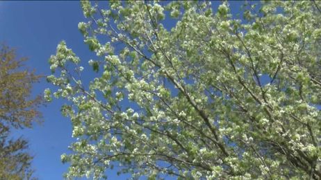 How you can help with the growing problem of Callery Pear Trees