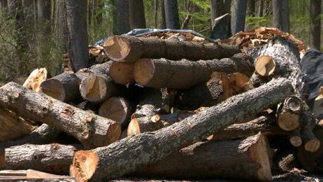 Tree experts recommend yearly inspections to detect hazards ahead of time
