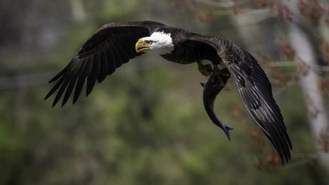 Where eagles dare in the PhotoLink Library