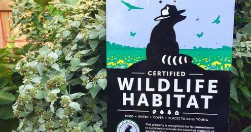 Create and certify your own Wildlife Habitat