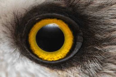 “Owl” Be Seeing You: Amazing Facts About Owl Eyes