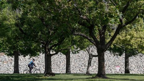 Cities Look to Trees to Combat Heat Islands, but Growth Is Slow