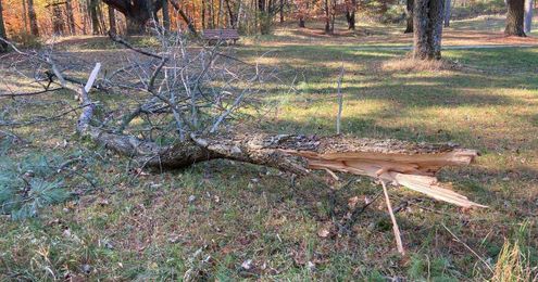 Emerald ash borers continue to ravage Wisconsin ash trees