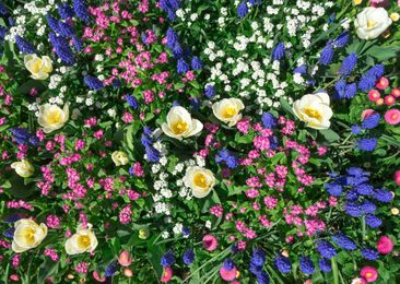 How to Start a Flower Garden