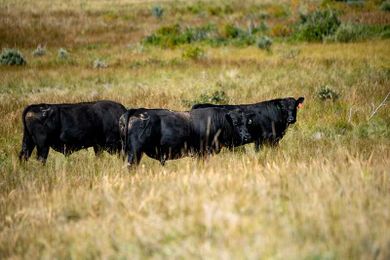 Tips for Developing a Livestock Emergency Preparedness Plan