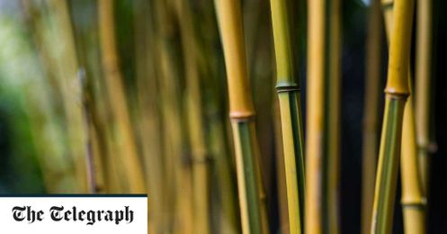 Which bamboos are safe to grow?