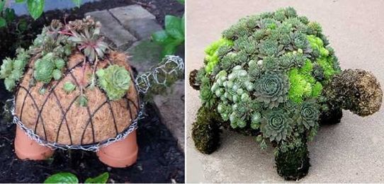 How To Make A Succulent Turtle