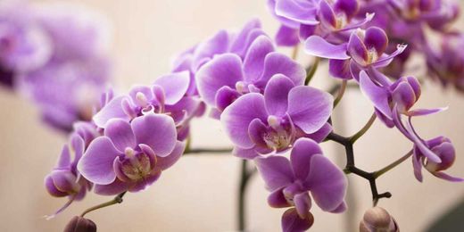 How to Repot an Orchid