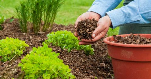 Why Your Garden Needs Mulch (Assuming You Do It Right)