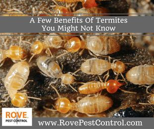 A few benefits of termites you might not know