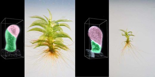 Cell division in moss and animals more similar than previously thought