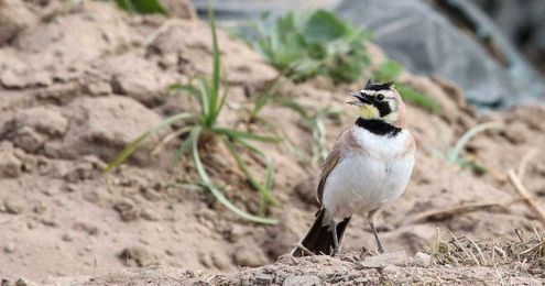 Farms With Natural Habitat Gain More Benefits From Birds