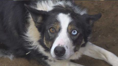 Don’t forget about your pet and livestock needs heading into fire season