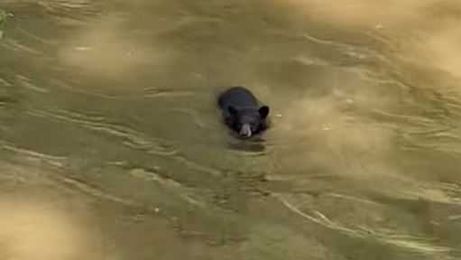 So cute! Video shows bear taking swim in river 