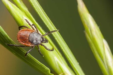Tick Awareness Week: Questions You Should Ask A Tick Control Company