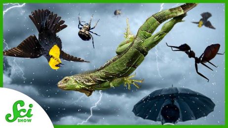 Why Certain Animals Might Rain From the Sky