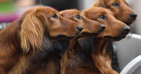 Is pet insurance worth it? 