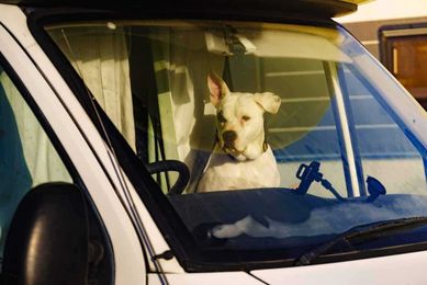 Why Do RV Parks Have Dog Breed Restrictions?